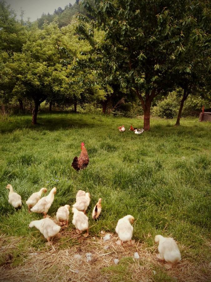 Agroturystyka u Babci Czchow Zewnętrze zdjęcie