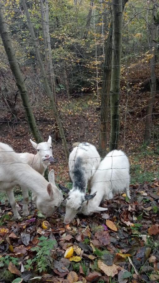 Agroturystyka u Babci Czchow Zewnętrze zdjęcie