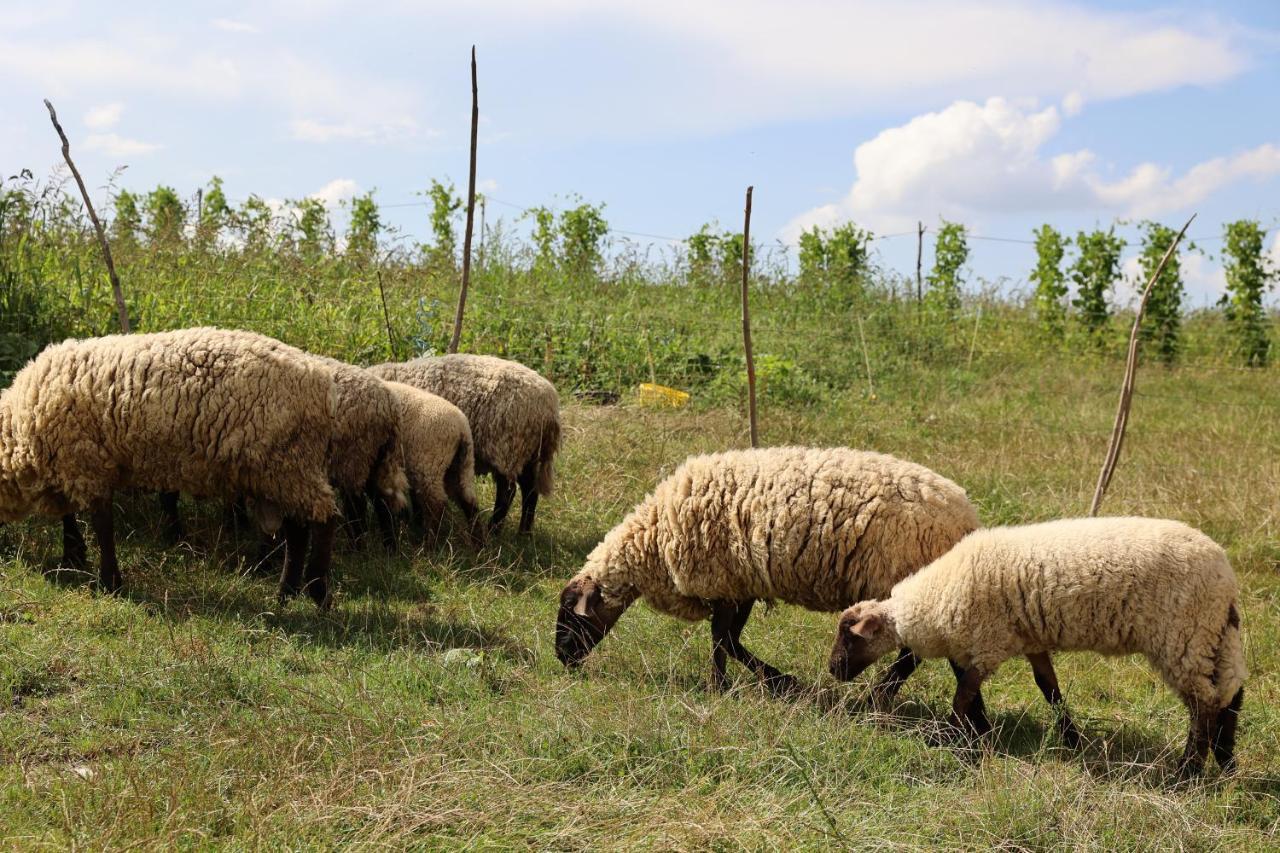 Agroturystyka u Babci Czchow Zewnętrze zdjęcie