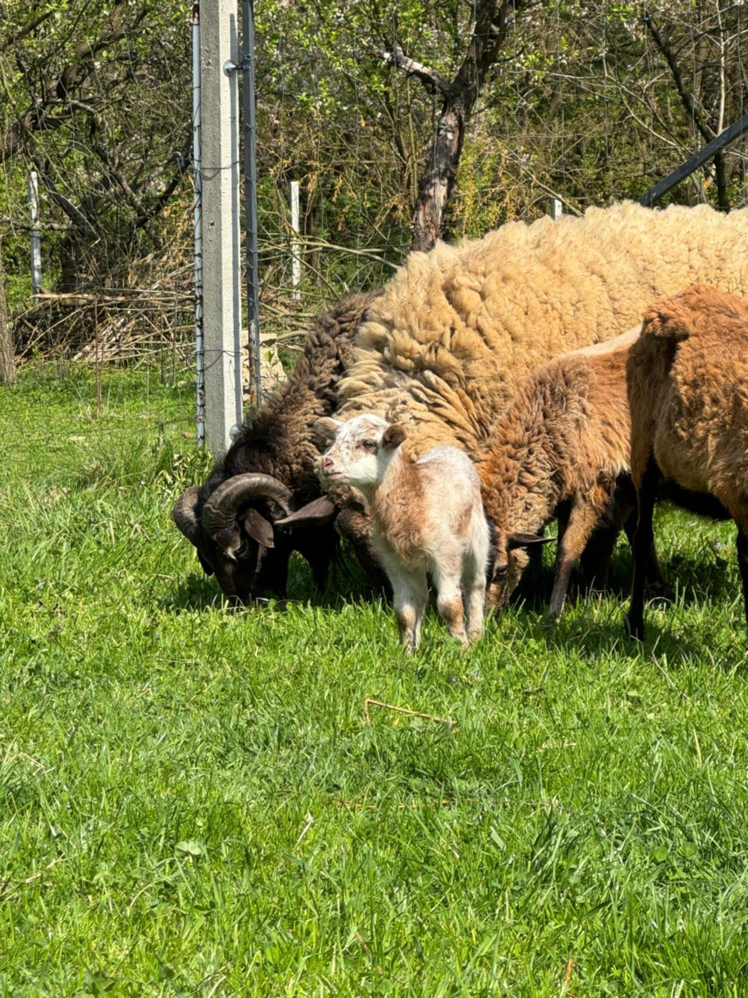 Agroturystyka u Babci Czchow Zewnętrze zdjęcie