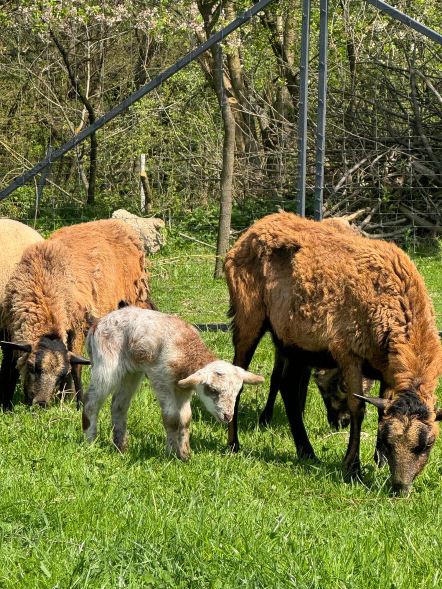 Agroturystyka u Babci Czchow Zewnętrze zdjęcie